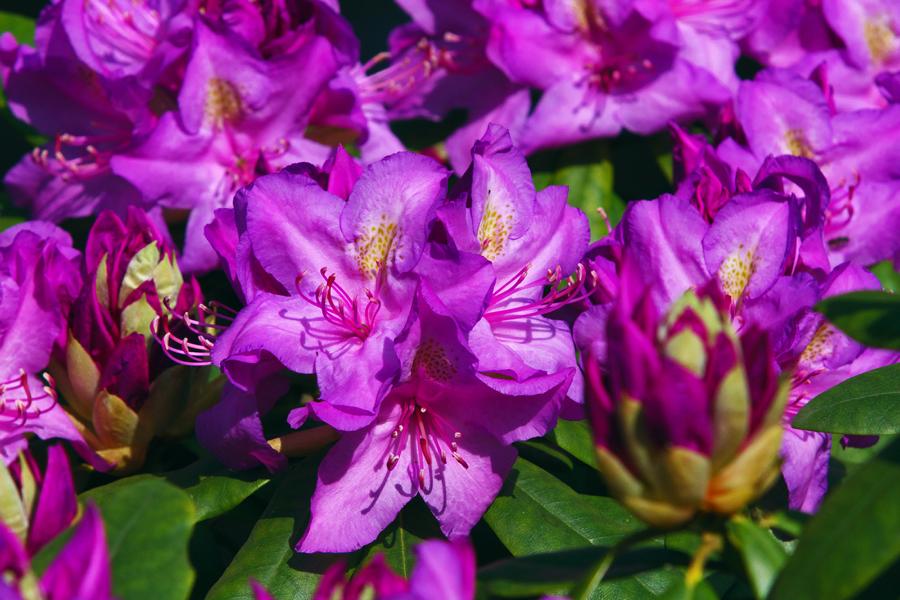 Giftiger Honig aus Rhododendron ponticum