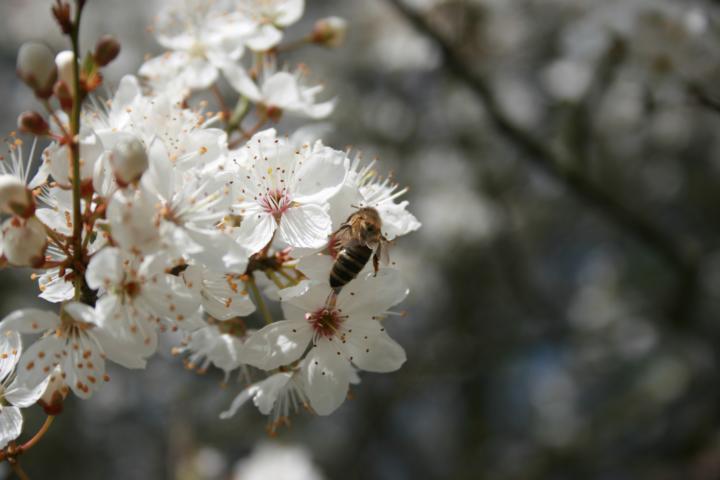 Blüten für Bienen