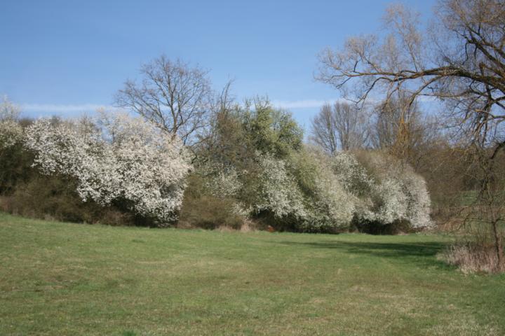 Heckenblüte