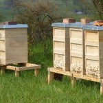 Entwicklung der Bienenvölker im April