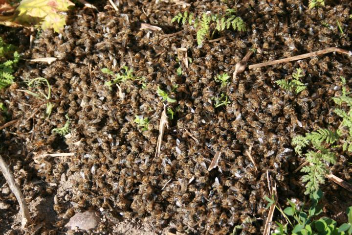 massives Bienensterben