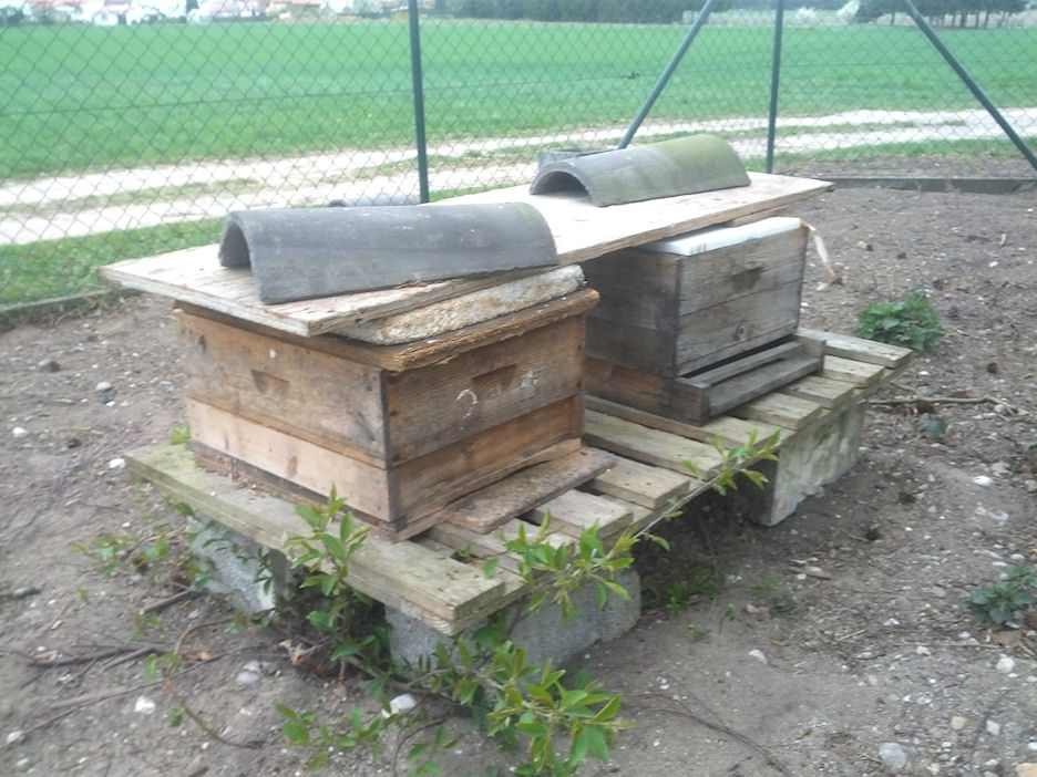 Bienenvölker ohne Varroabehandlung