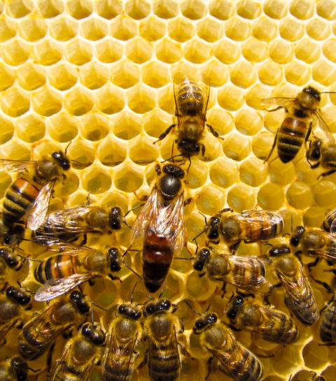 Gelee Royale für die Bienenkönigin