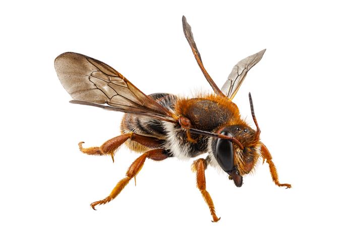 Wildbienen erfüllen wichtige Bestäubungsaufgaben