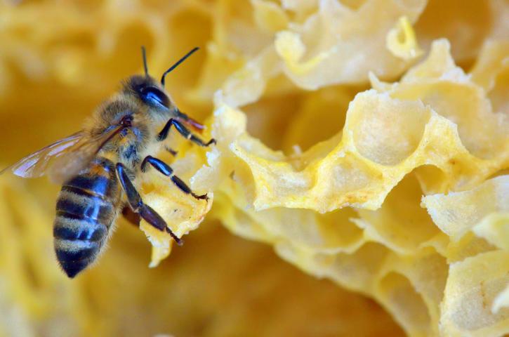 Bienenwachsproduktion