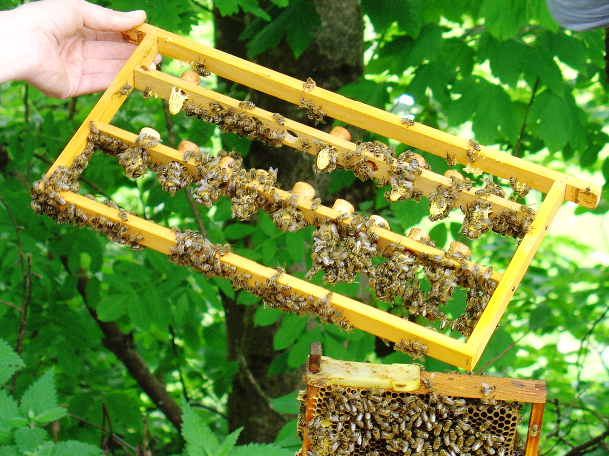 die 100er Bienenzucht-Königin-Bienen-Aufzucht-Käfige 