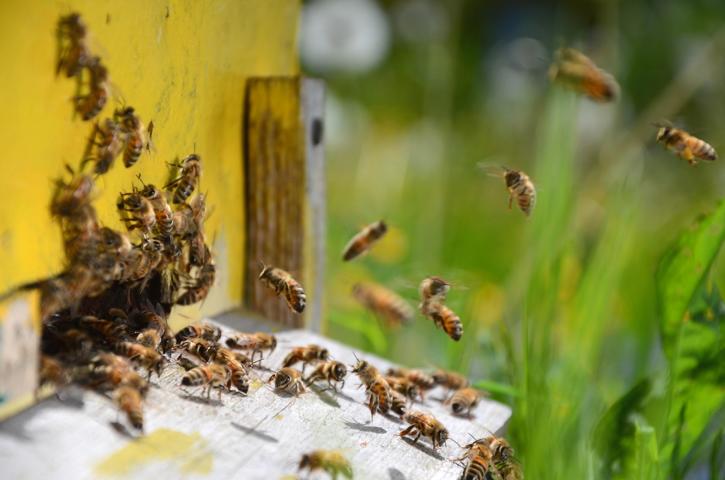 Bienenstockluft - gefährliche Apitherapie?