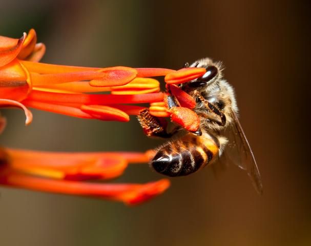 Bienengift für die Haut