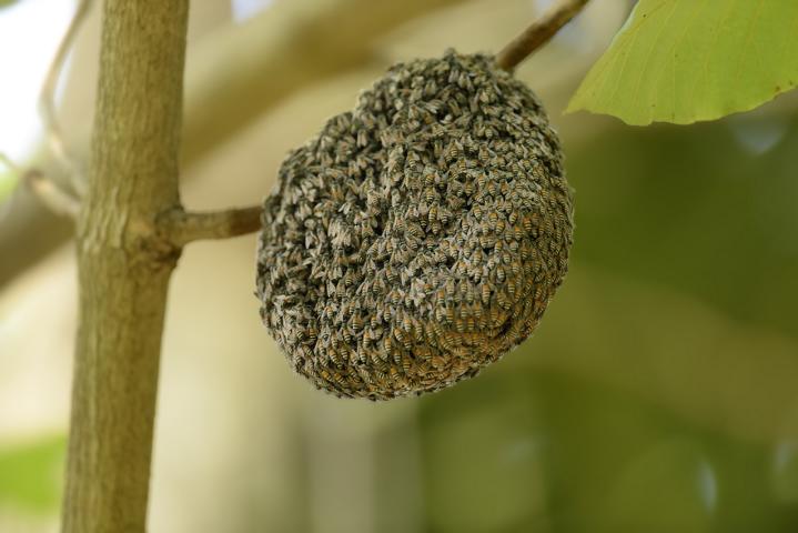 Bienenschwarm, Imker, Bienenkönigin