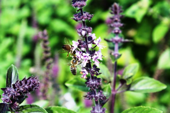 Basilikum ist Würz- und Heilpflanze sowie Bienen-Nahrung bis Herbst
