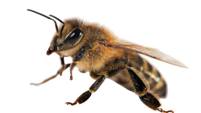 Bienengift bei MS Parkinson und weiteren Erkrankungen