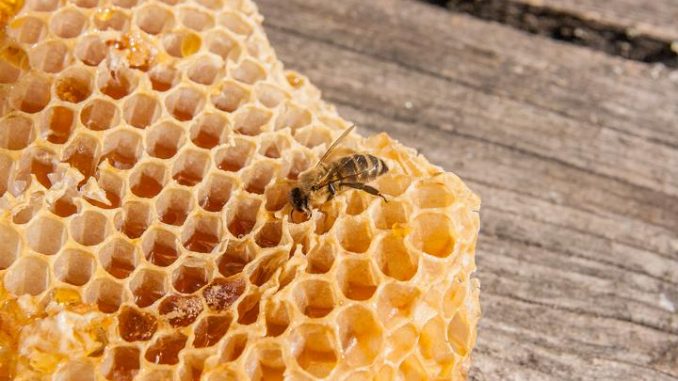 Wachskreislauf für gesunde Bienen und guten Honig