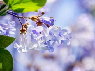 Der Blauglockenbaum gehört zu den vielseitigsten Pflanzen