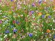 Wildblumenwiesen bieten Pollen und Nektar für Biene und Hummel