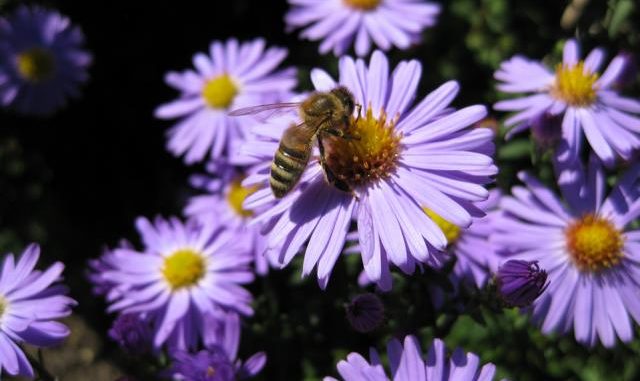 Herbstastern bieten Insekten Pollen und Nektar