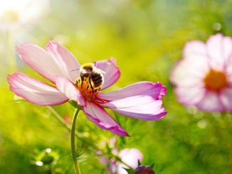 Nektar ist der Treibstoff für Biene und Hummel