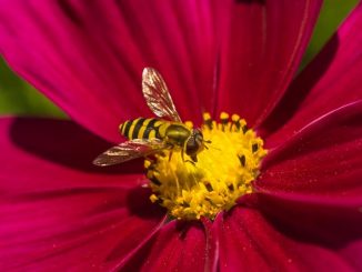 Schwebfliegen imitieren Biene oder Wespe