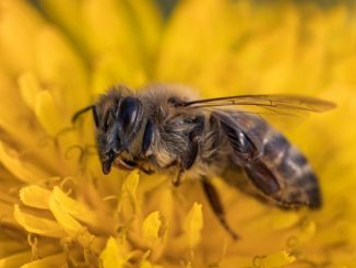 Pestizide und Monokulturen machen Bienen das Leben schwer
